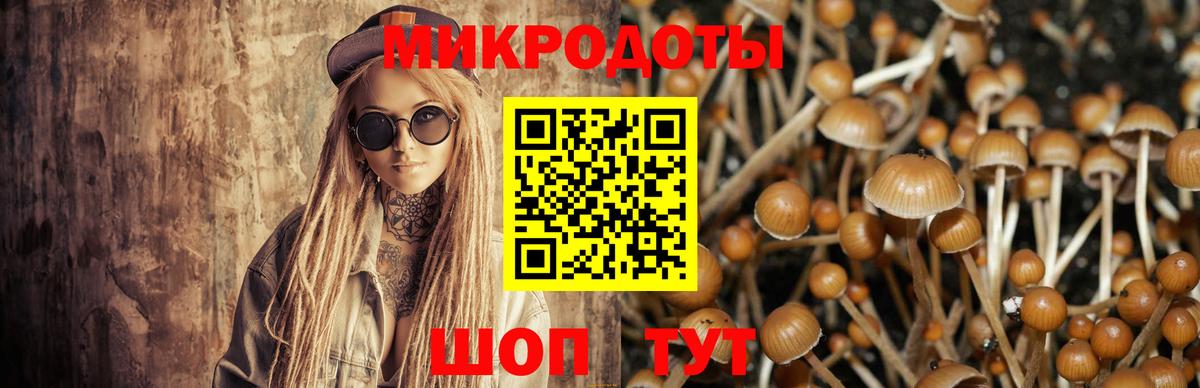 Псилоцибиновые грибы Psilocybine cubensis Ступино